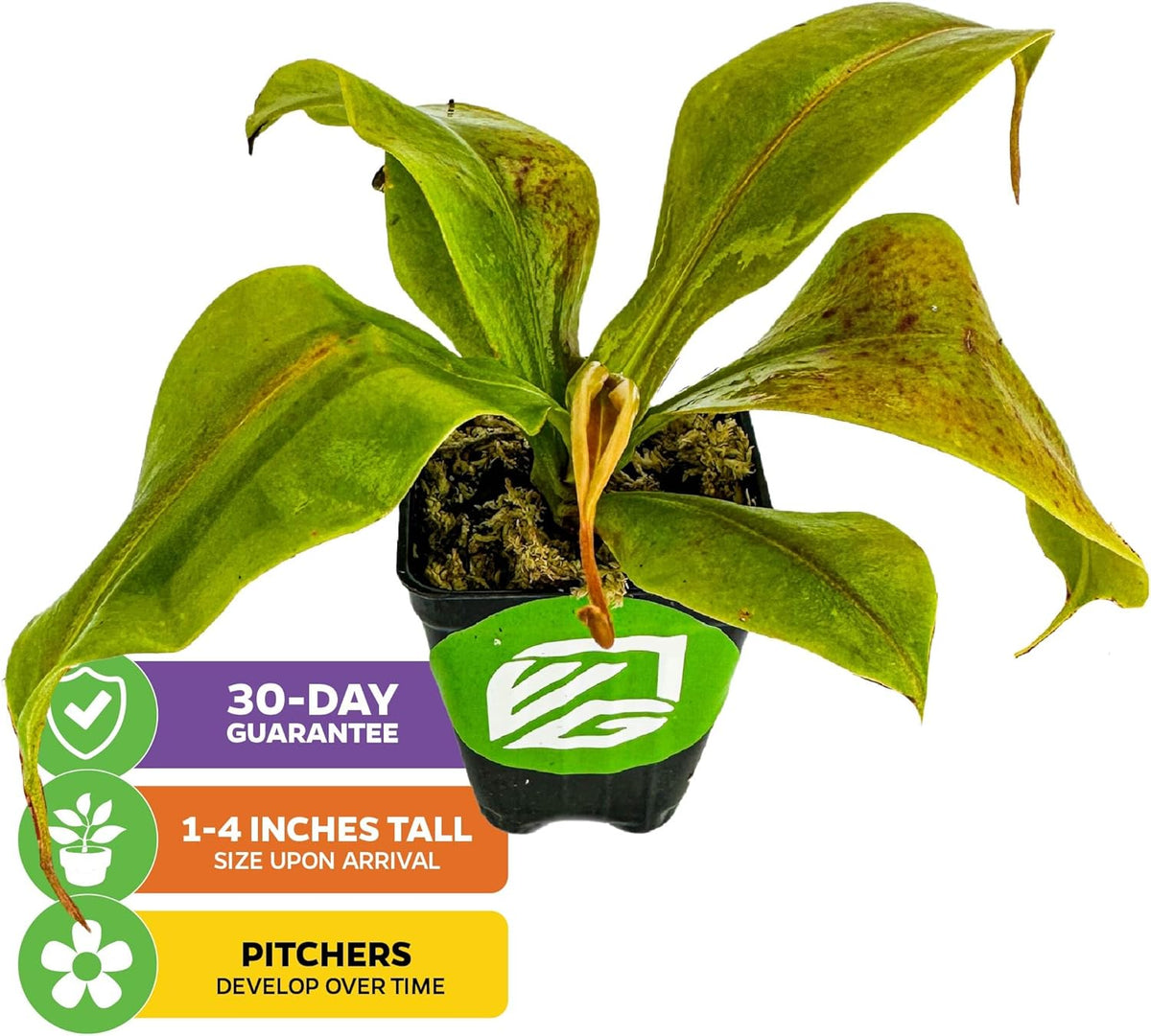 St. Gaya Pitcher Plant - Carnivorous Nepenthes by Wellspring Gardens - Unique Pitchers, Easy-Care