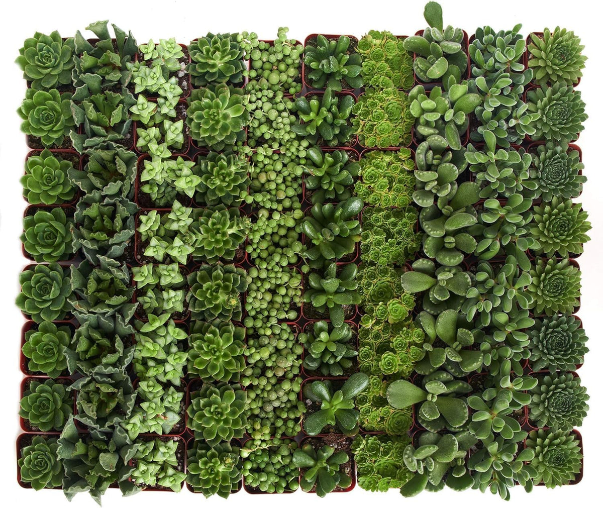 Shop Succulents Verde Succulent Plant Pack Bulk Collection - Live Mini Succulent Plants, Low