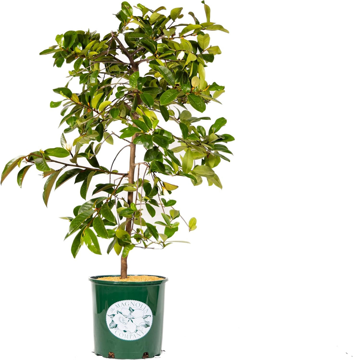 Fairy Magnolia Tree Fragrant Blush Flowering Evergreen Shrub for Landscaping, Hedges and Gardens