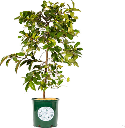 Fairy Magnolia Tree Fragrant Blush Flowering Evergreen Shrub for Landscaping, Hedges and Gardens