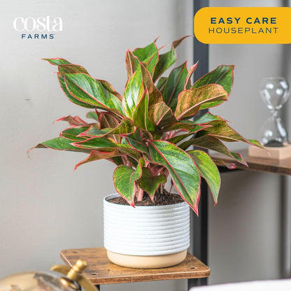 Costa Farms Red Chinese Evergreen Live Indoor Plant, Easy Care Houseplant in Modern Decor Planter