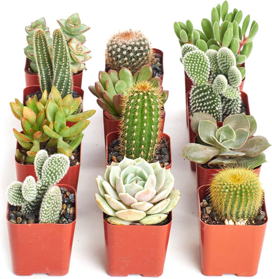 Shop Succulents Premium Live Mini Cactus and Succulent Plants in 2" Pots, Easy Care Indoor or