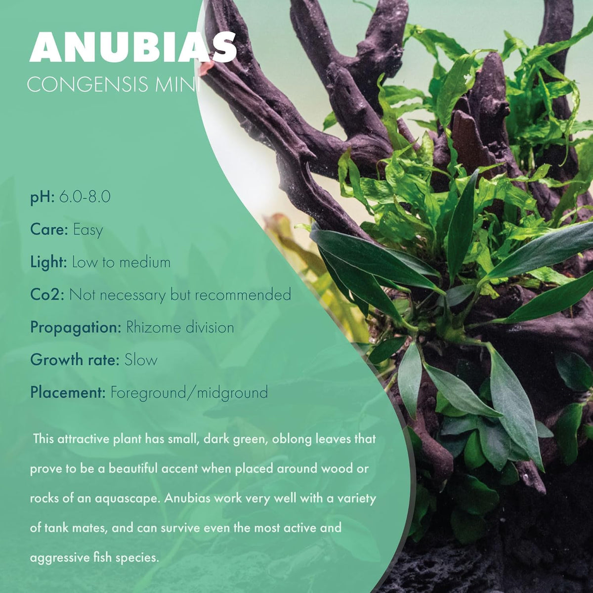 SubstrateSource Anubias Live Aquarium Plants - Potted Freshwater Plant for Fish Tanks, Terrariums