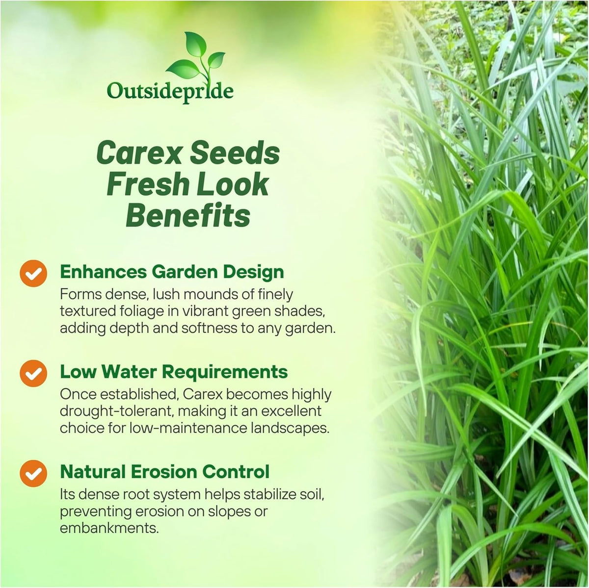 Outsidepride Carex Fresh Look Ornamental Grass Seed – 100 Pcs. Perennial, Low-Maintenance