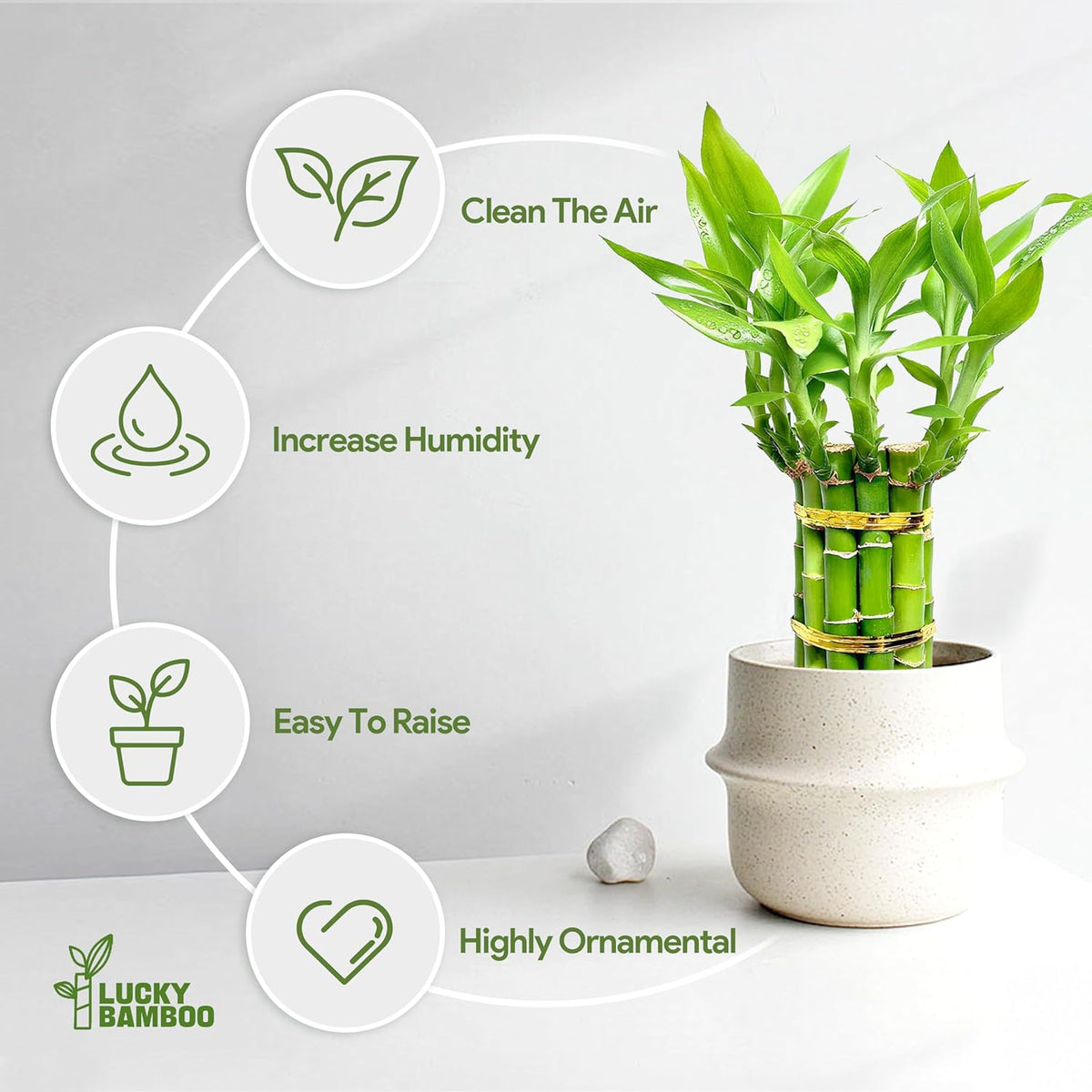 Lucky Bamboo Plants Live Indoor (10 Stalks, 8 Inch) - Fresh House Plants for Office Desk, Home