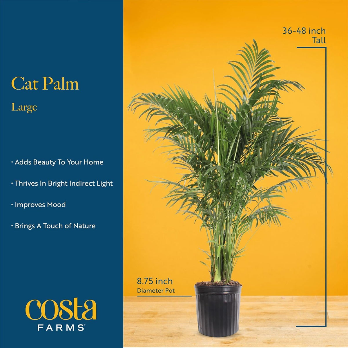 Costa Farms Cat Palm, Live Indoor Houseplant in Garden Plant Pot, Floor House Plant Potted in