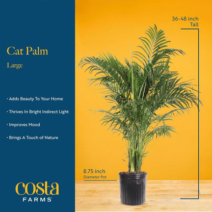 Costa Farms Cat Palm, Live Indoor Houseplant in Garden Plant Pot, Floor House Plant Potted in