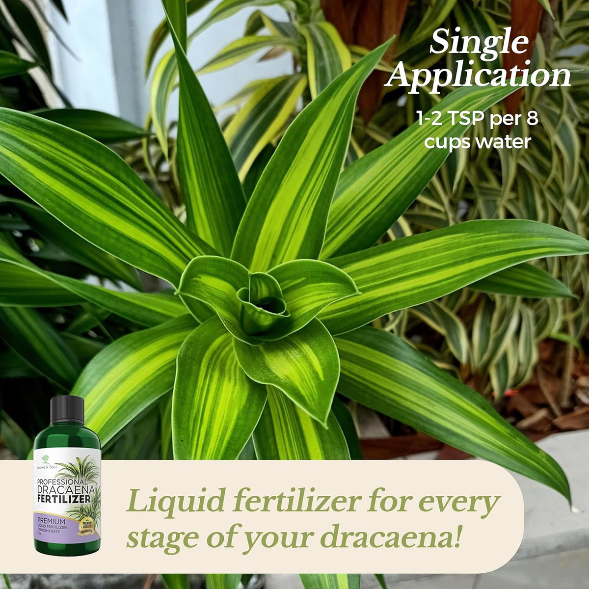 Professional Liquid Dracaena Plant Fertilizer | 3-1-2 Concentrate for Indoor Plants | Multi-Purpose