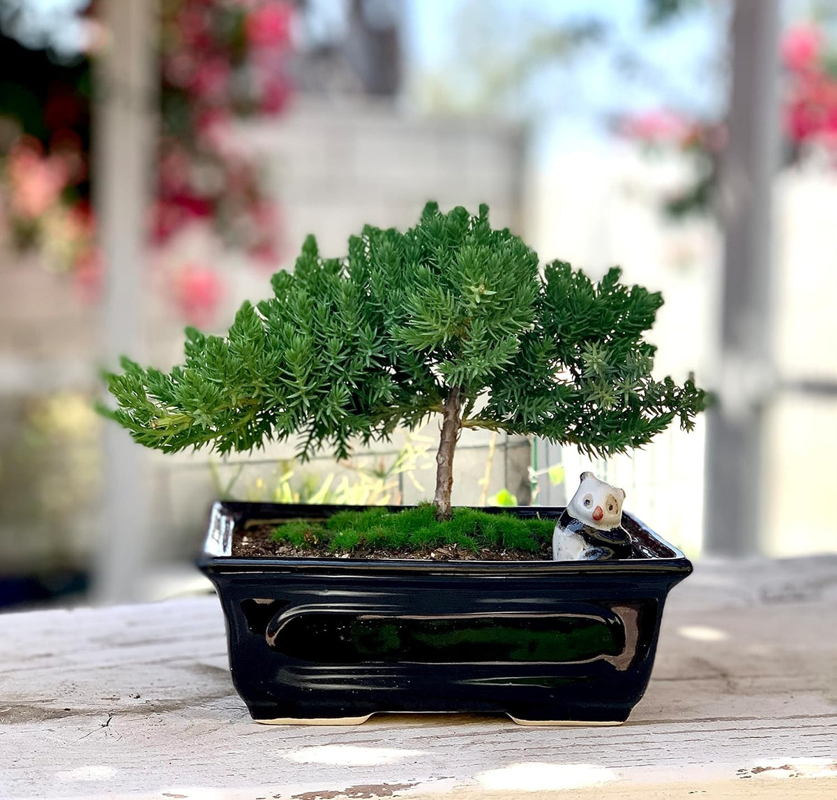 Live Dwarf Juniper Bonsai Tree 4-5years Old with Cute Ceramic Panda | Juniper or Jade Bonsai Tree |