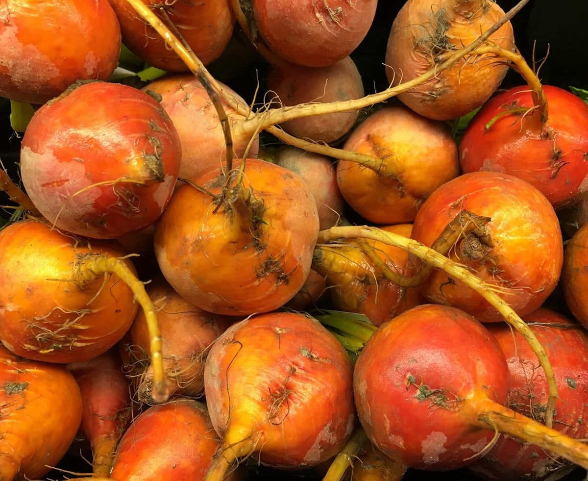 Golden Detroit Beet Seeds for Planting – Plant & Grow Heirloom Golden Detroit Beets in Home Outdoor