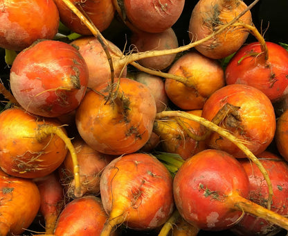 Golden Detroit Beet Seeds for Planting – Plant & Grow Heirloom Golden Detroit Beets in Home Outdoor