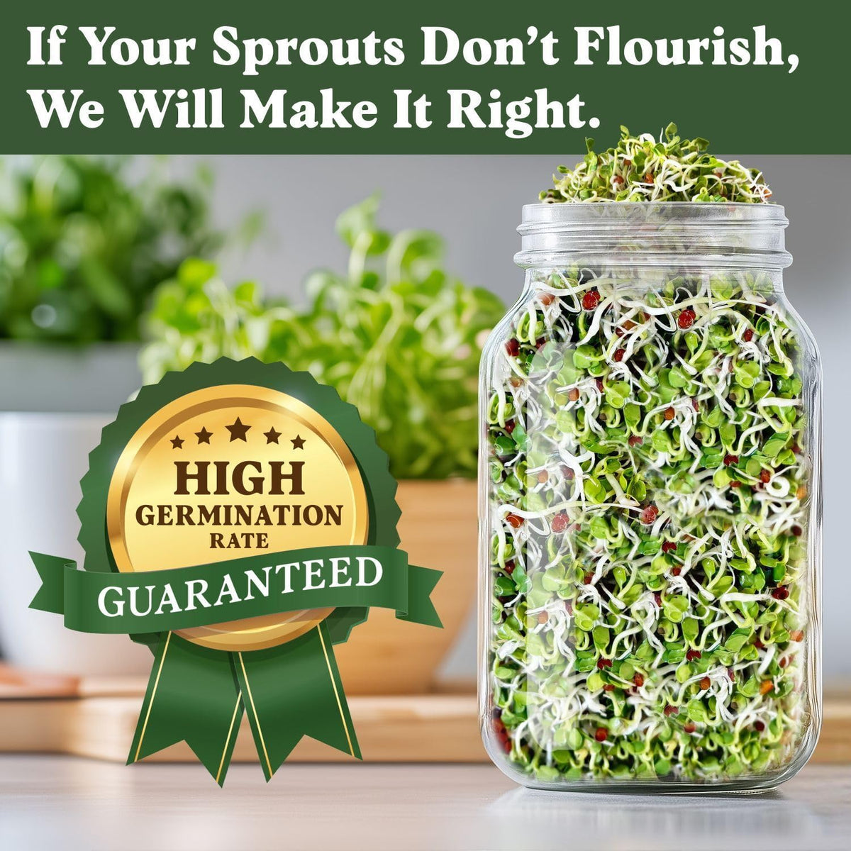 Seedboy Organic Non-GMO Radish Seeds for Sprouting - USA Grown Microgreens Sprouting Seeds - 8 oz