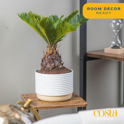 Costa Farms Live Sago Palm, Easy to Grow Live Indoor Plant, Houseplant in Plant Pot, Home and Room