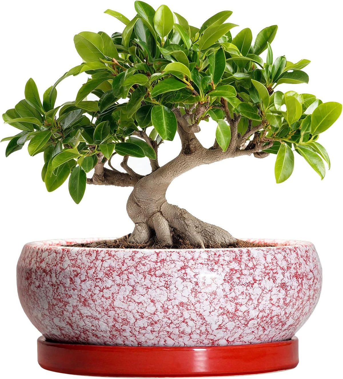 Bonsai Pots 10 Inch - Ceramic Succulent Planters for Indoor Plants Outdoor, Succulent Pots with