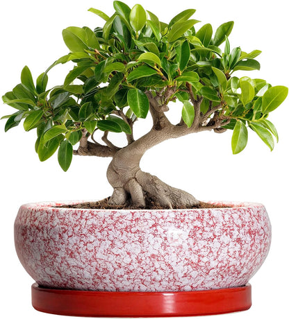 Bonsai Pots 10 Inch - Ceramic Succulent Planters for Indoor Plants Outdoor, Succulent Pots with