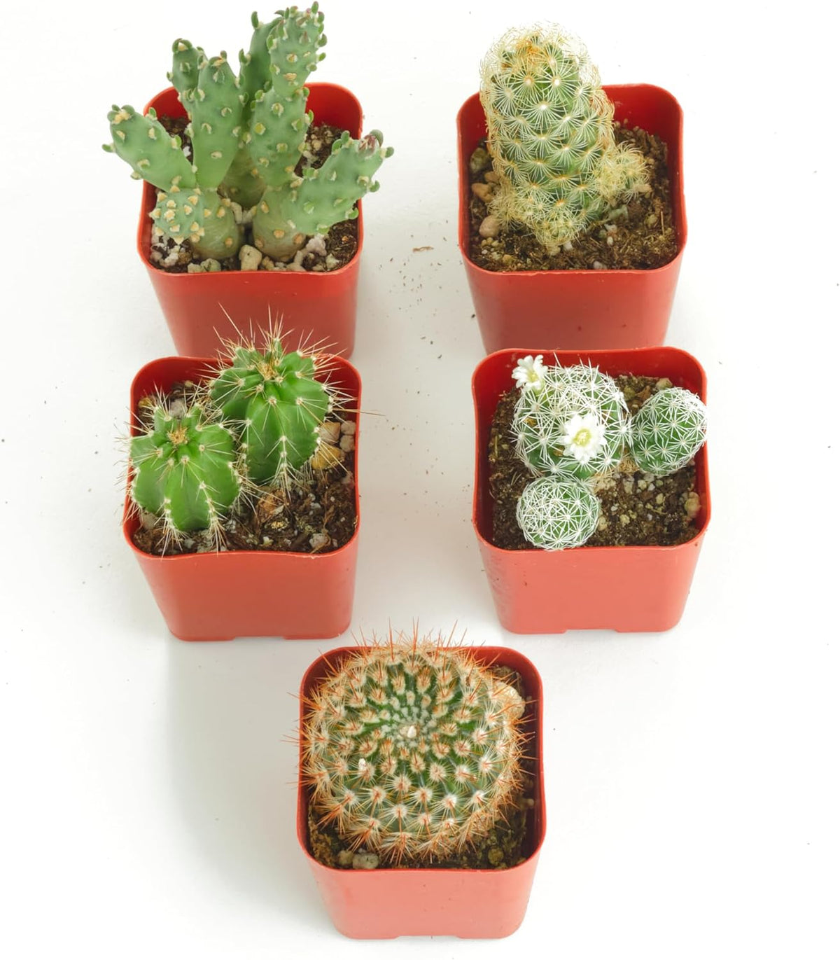 Shop Succulents | Can't Touch This Collection | Assortment of Hand Selected, Fully Rooted Live