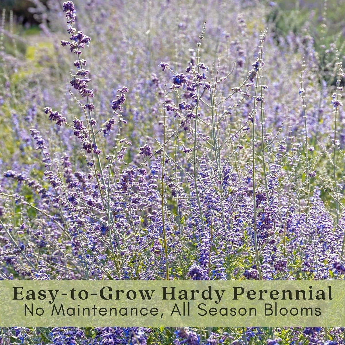 Clovers Garden Russian Sage Plants – Two (2) Live Plants – Non-GMO - Not Seeds - Each 4" to 8" Tall