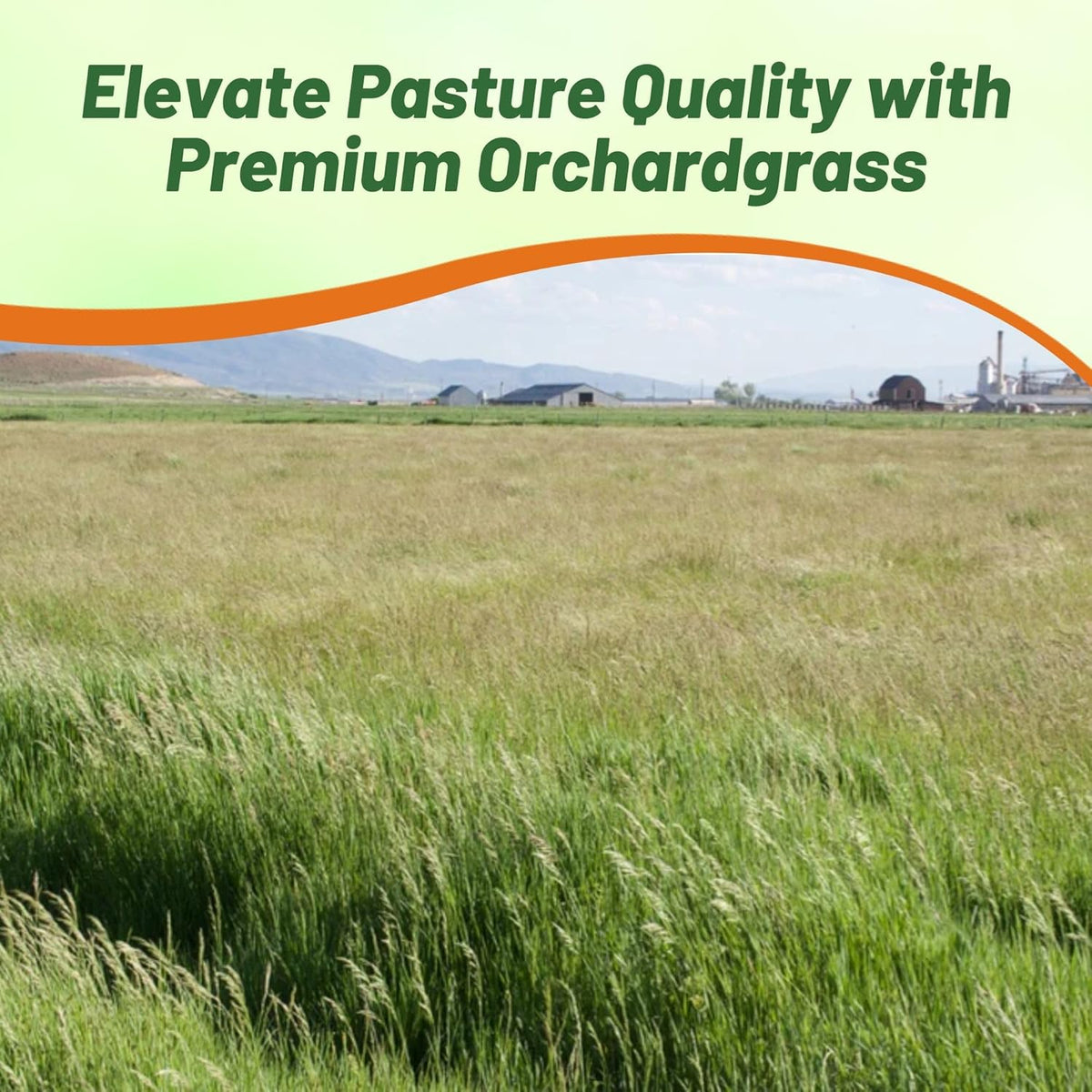 Outsidepride Grazer Orchard Pasture Grass Seed - 25 Lbs. Perennial, Drought & Shade Tolerant