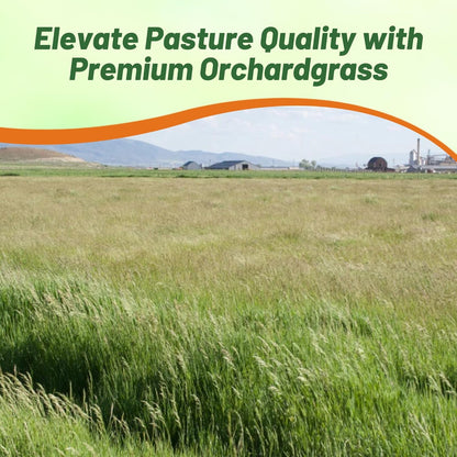 Outsidepride Grazer Orchard Pasture Grass Seed - 25 Lbs. Perennial, Drought & Shade Tolerant