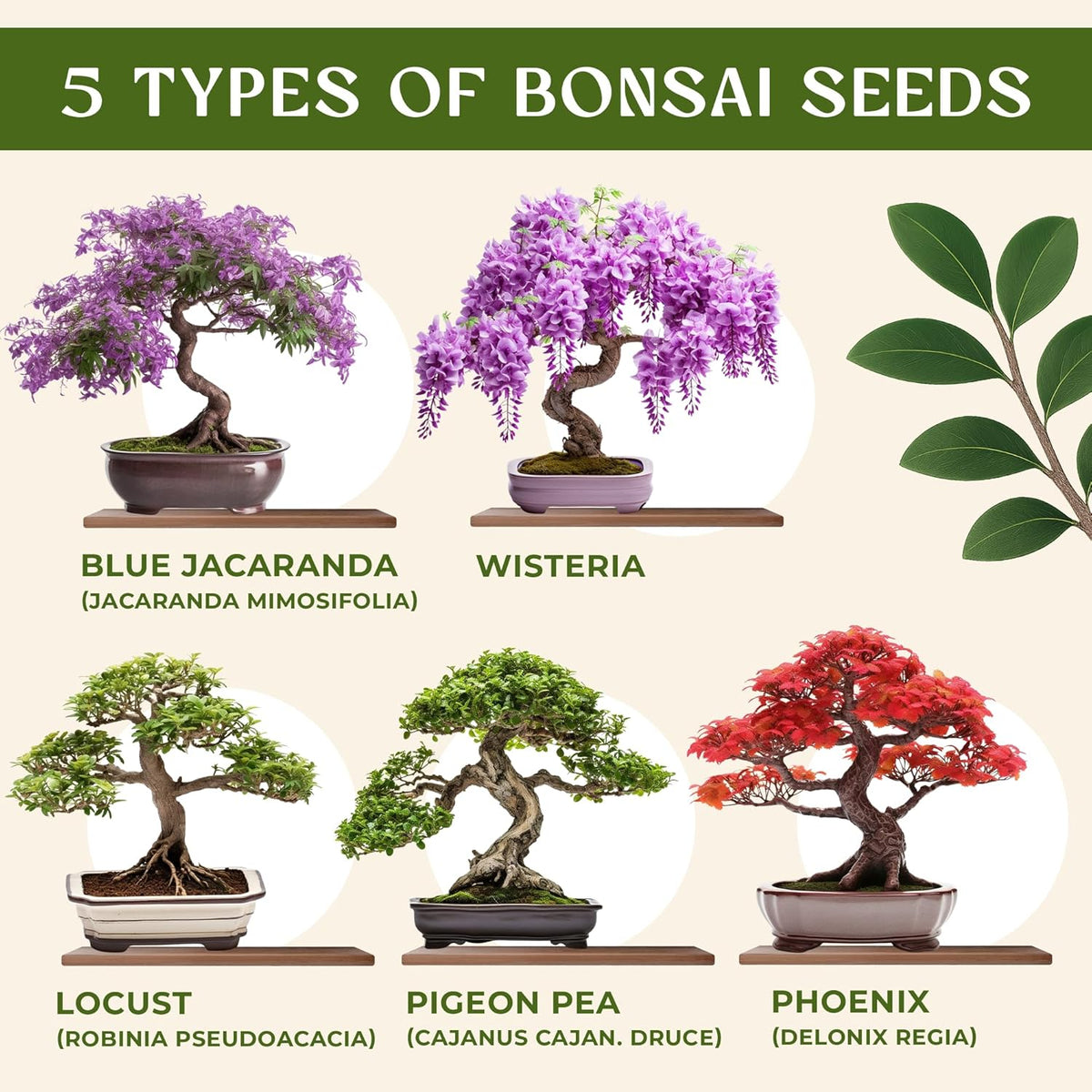AVERGO Bonsai Tree Kit for Beginners – 5X Unique Japanese Bonzai Trees | Complete Indoor Starter