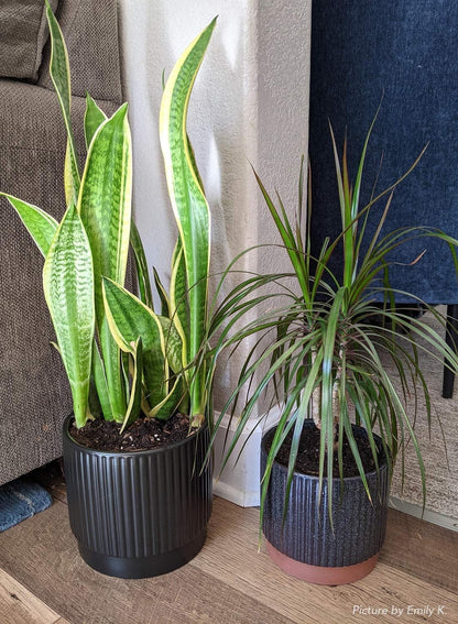 LE TAUCI Ceramic Plant Pots with Drainage Holes, Set of 3, 8+6.7+5.5 Inch Stripe Garden Planter
