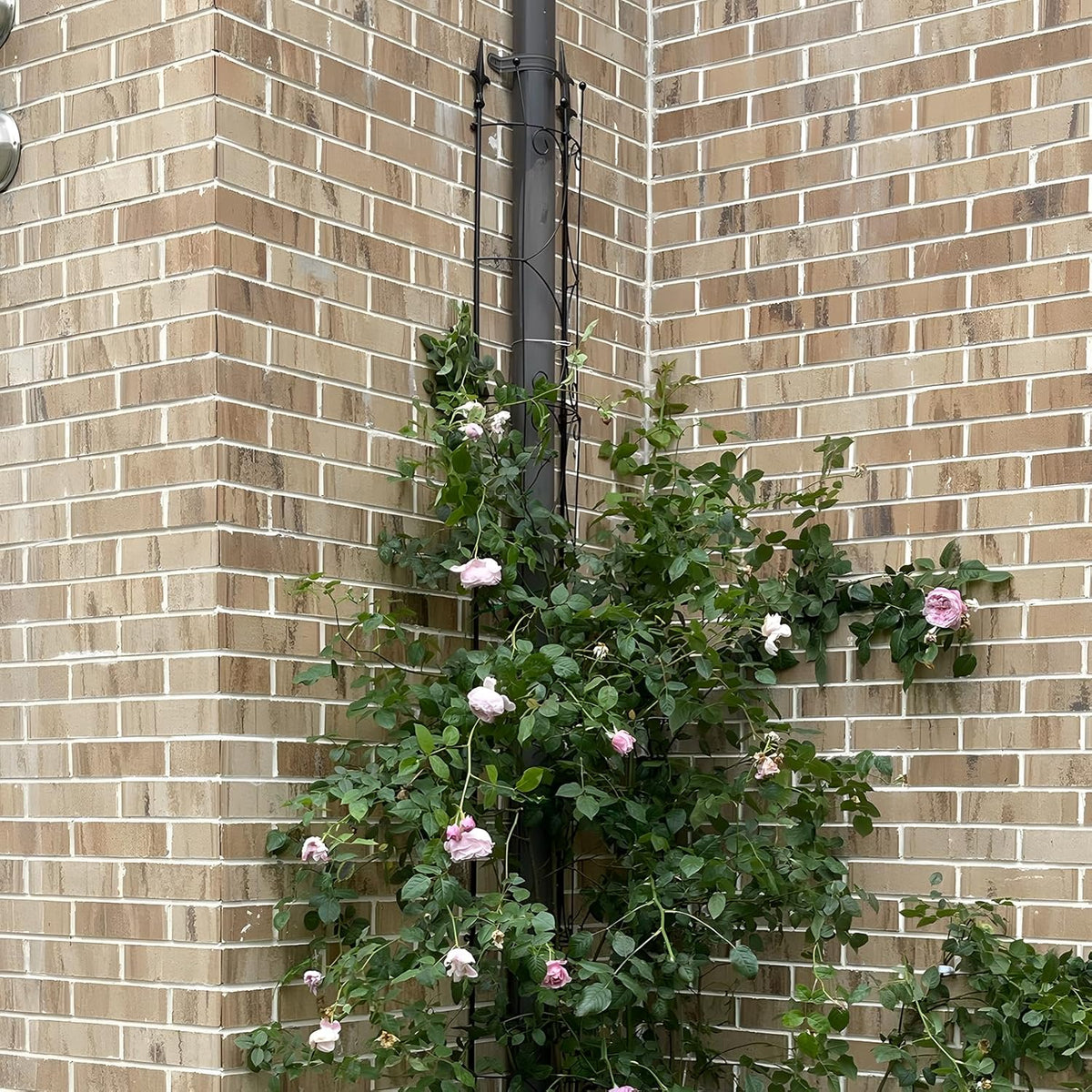 Garden Trellis 2 Pack 72'' H x 12'' W Metal Plant Trellis Indoor/Outdoor Metal Garden Trellis Plant