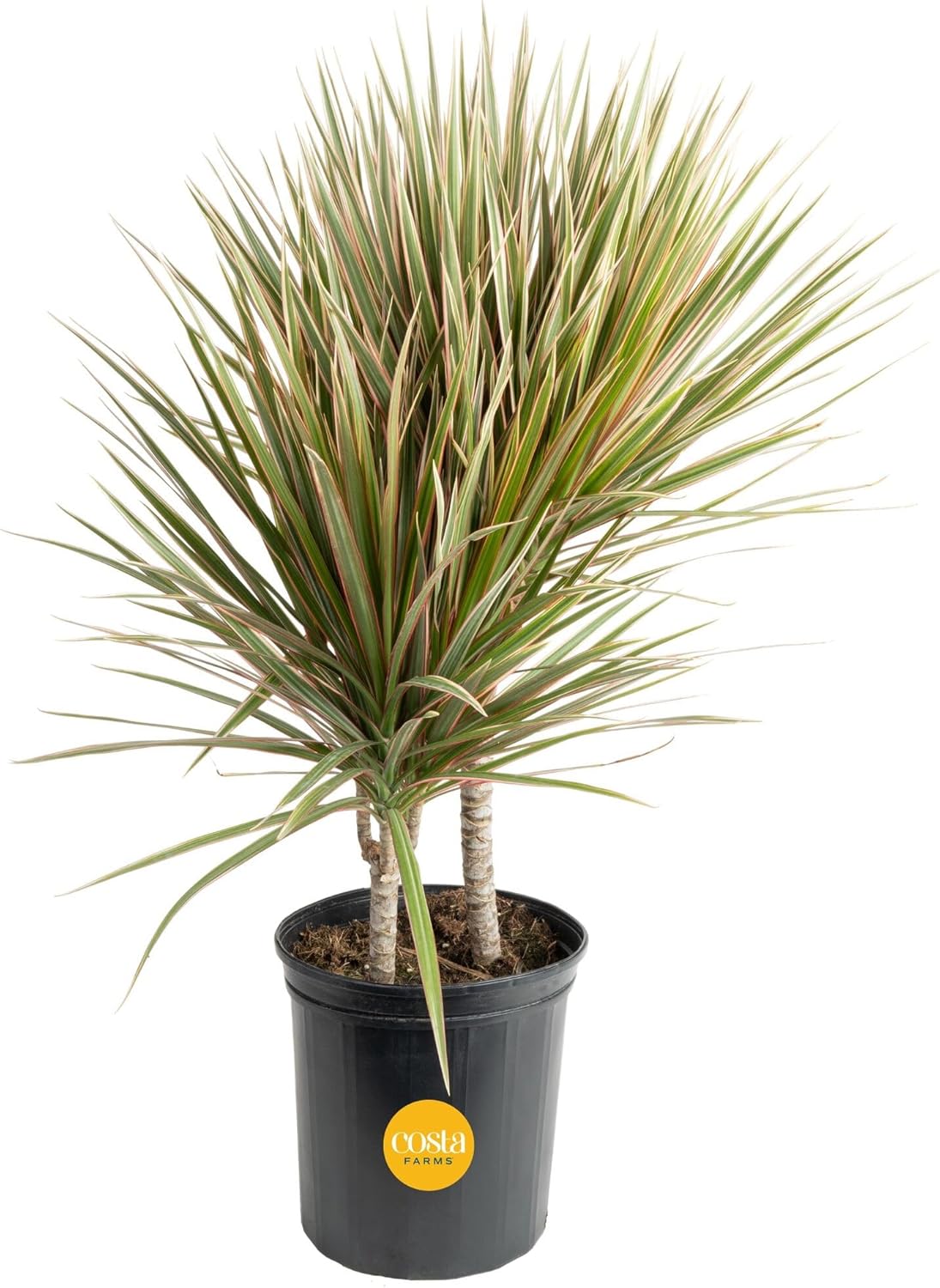 Costa Farms Dracaena Marginata Magenta Madagascar Dragon Tree Live Indoor Plant, 3 to 4-Feet Tall