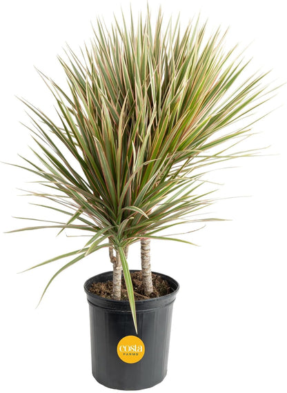 Costa Farms Dracaena Marginata Magenta Madagascar Dragon Tree Live Indoor Plant, 3 to 4-Feet Tall