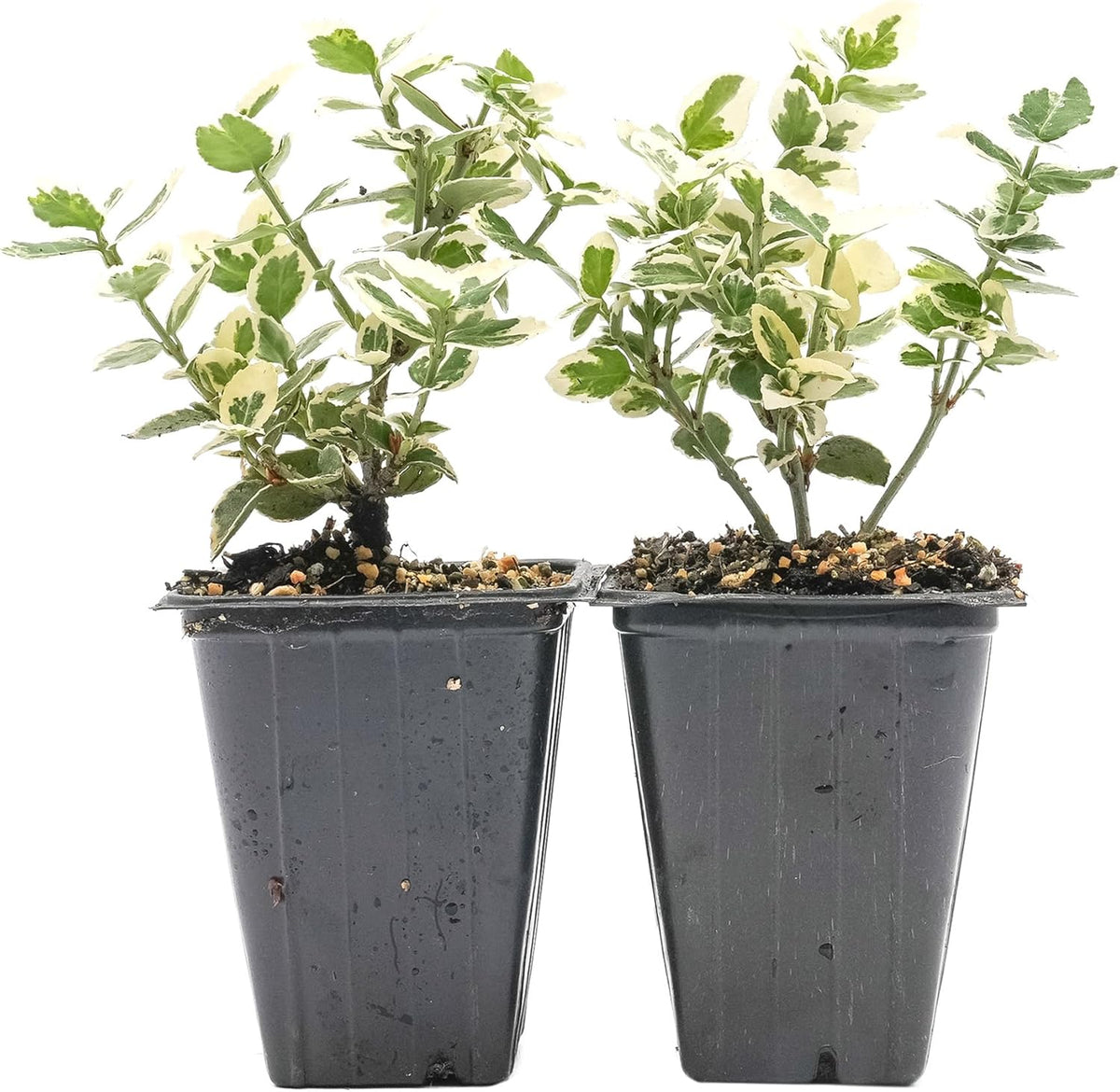 2 Emerald Gaiety Euonymus in 3.5" Nursery Cubes | Euonymus fortunei ‘Emerald Gaiety’ | Live Plants