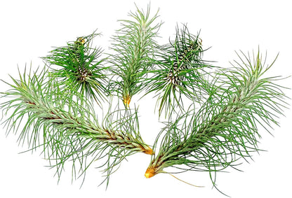 ragnaroc Air Plants - Colombian Tillandsia Funckiana, Large 5" - 5ct - Live Arrival Guaranteed