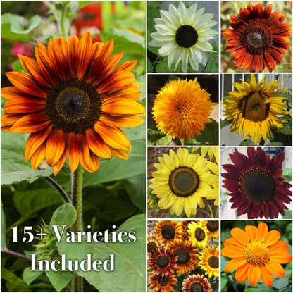 Seed Needs Sunflower Seeds to Plant The Original Crazy Blend | 500+ Heirloom Seeds 15+ Varieties