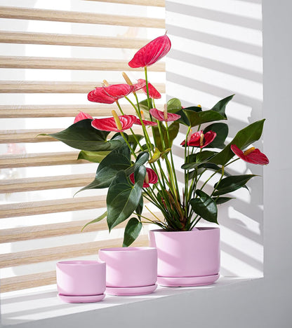 Ton Sin Plant Pots, 4.1+5.1+6.5 inch, Set of 3, Ceramic Planters with Drainage Hole and Saucer