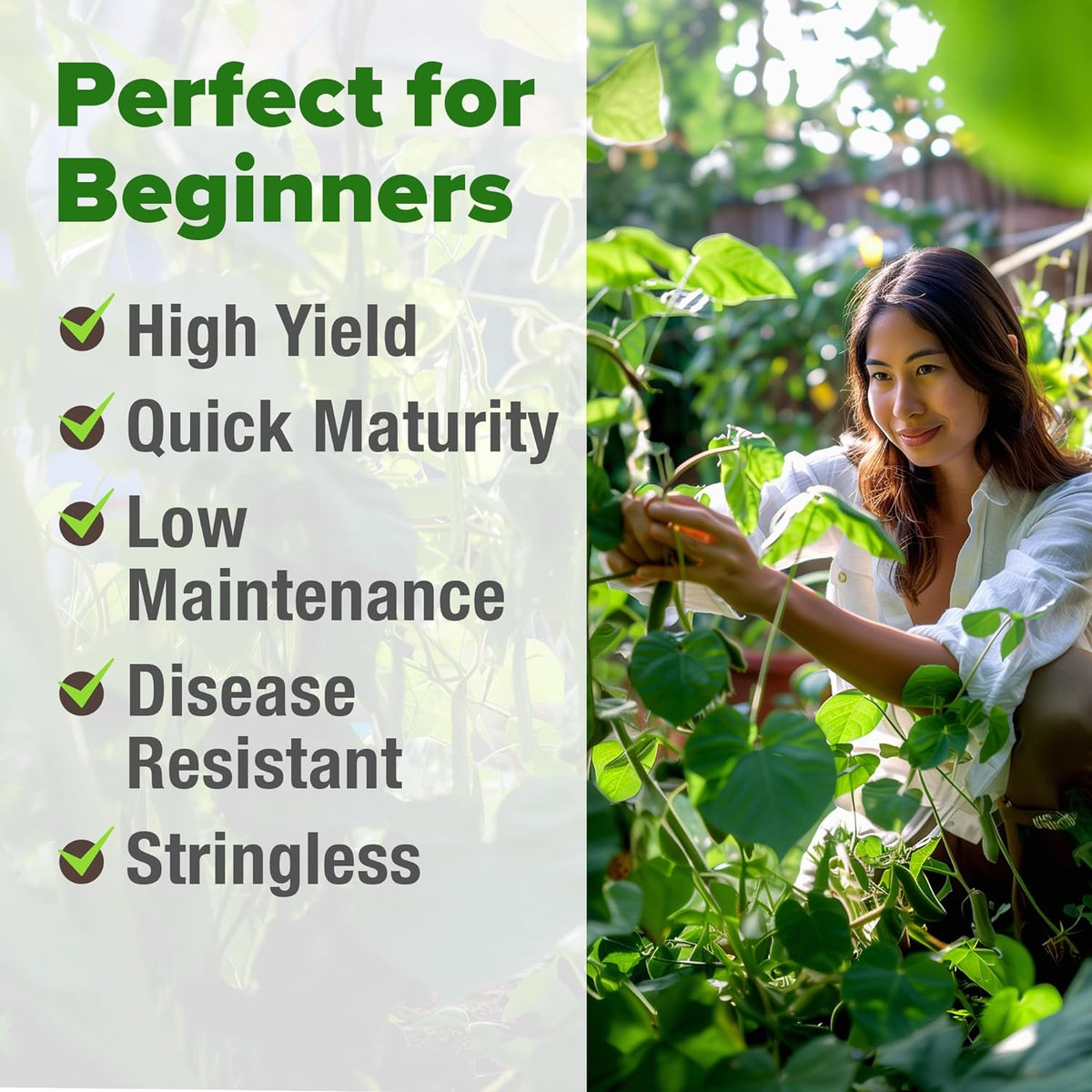 HOME GROWN Contender Bush Seeds - 56 𝗡𝗢𝗡-𝗚𝗠𝗢 𝗨𝗦𝗔-𝗦𝗢𝗨𝗥𝗖𝗘𝗗, Heirloom Green Beans for