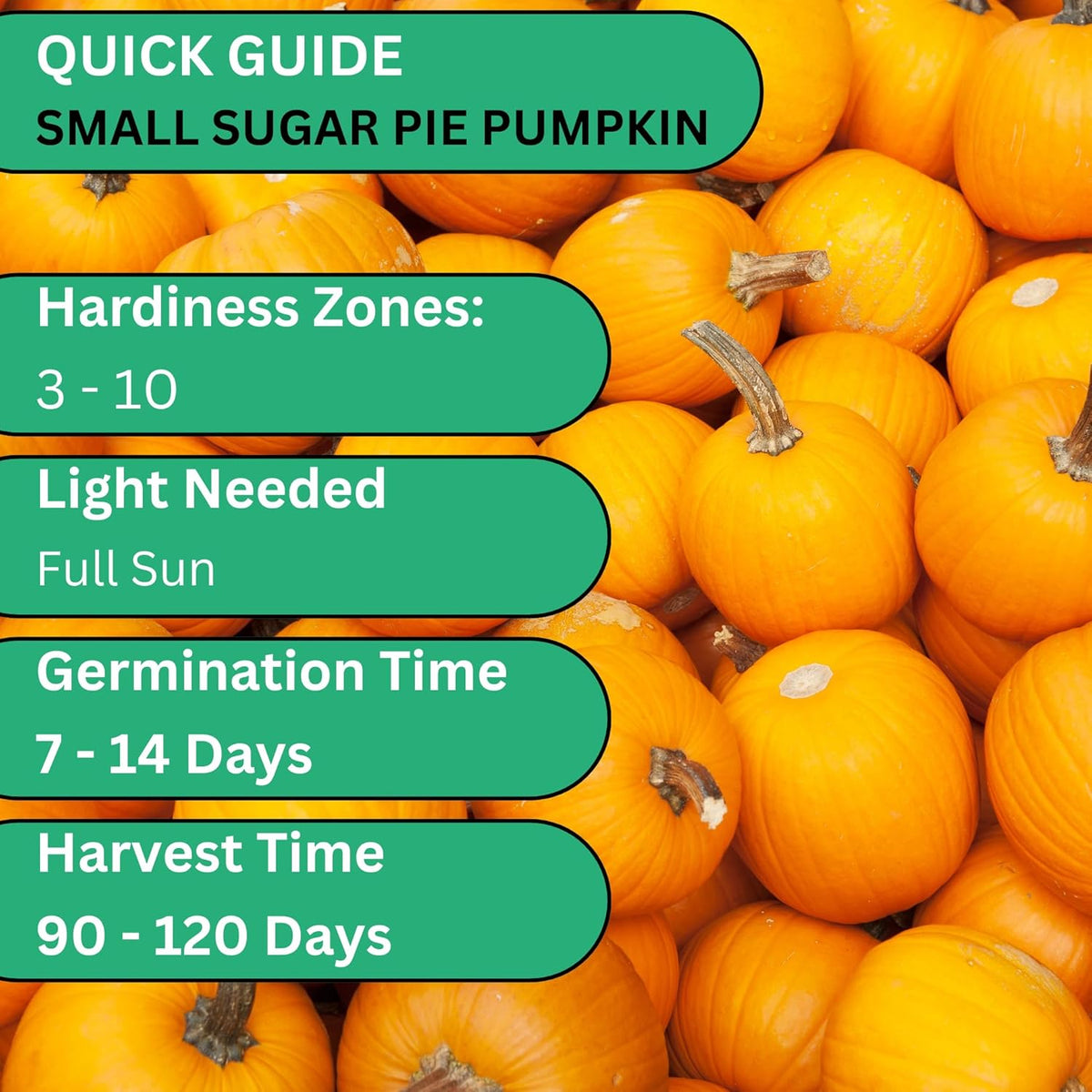 Woods Creek Seeds: Small Sugar Pie Pumpkin Seeds for Planting - Over 40 Heirloom Non-GMO Pumpkin