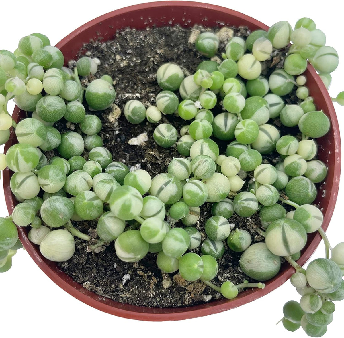 Live Succulent 4" Variegated String of Pearls, Succulents Plants Live, Succulent Plants Fully