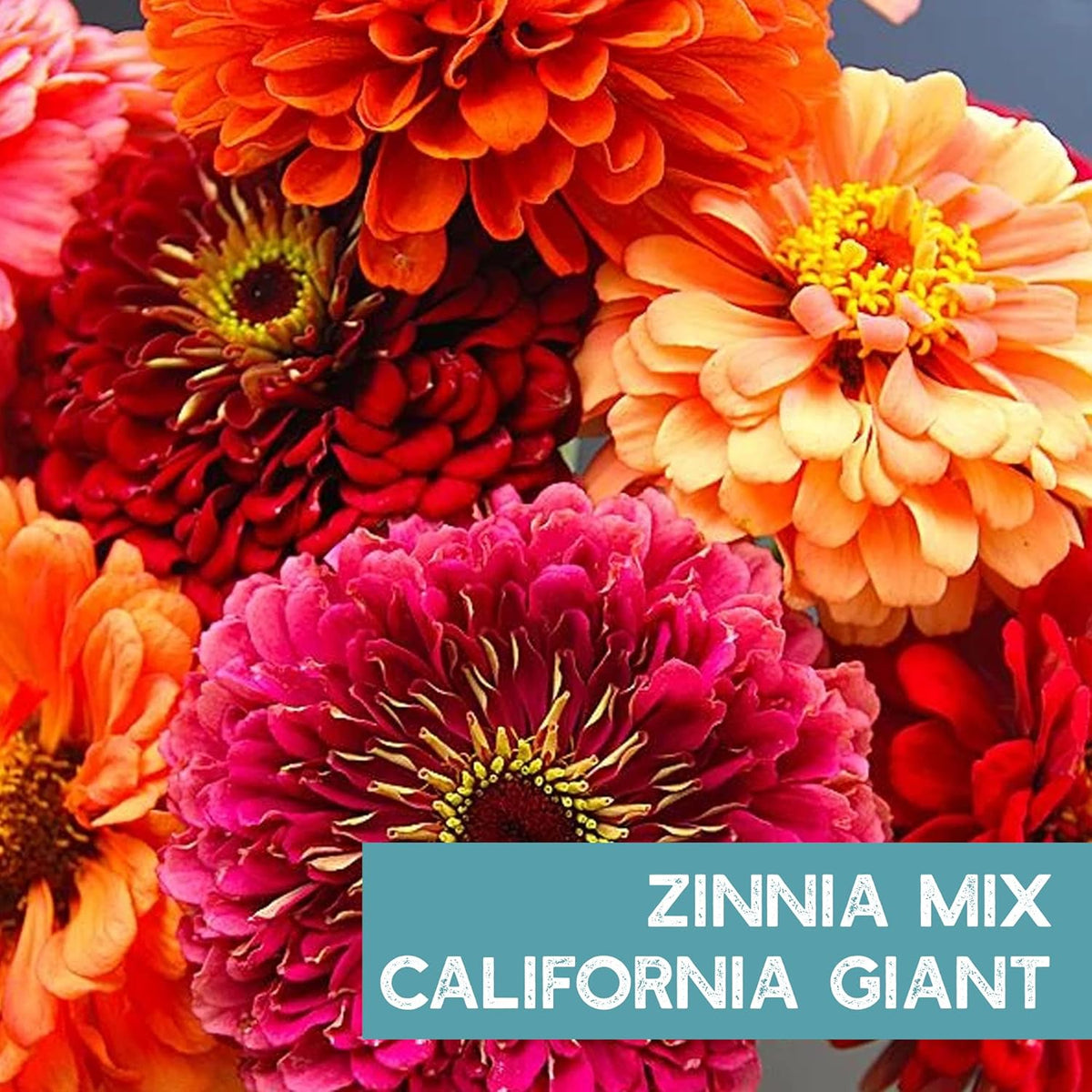 Zinnia Flower ~ 3000 Seeds California Giant Mix & Lilliput Semi-Dwarf Mix – Heirloom, Non-GMO