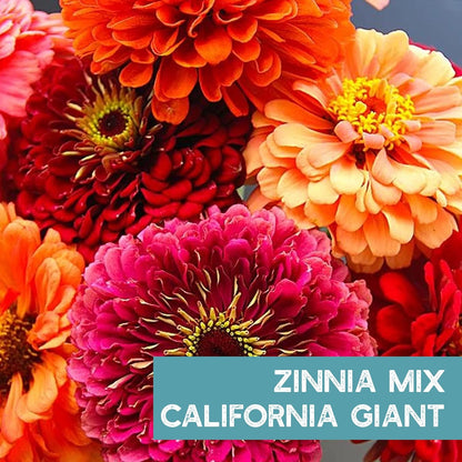 Zinnia Flower ~ 3000 Seeds California Giant Mix & Lilliput Semi-Dwarf Mix – Heirloom, Non-GMO