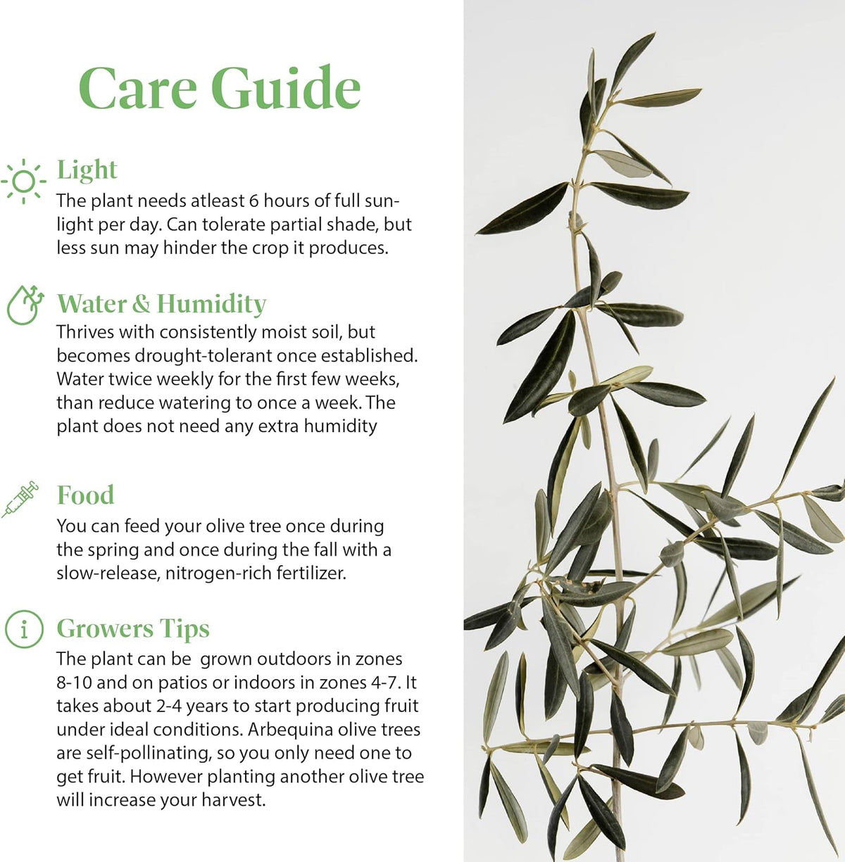 American Plant Exchange Arbequina Olive Tree – Live 5-Inch Pot, Fruit Bearing Tree, Cold Hardy