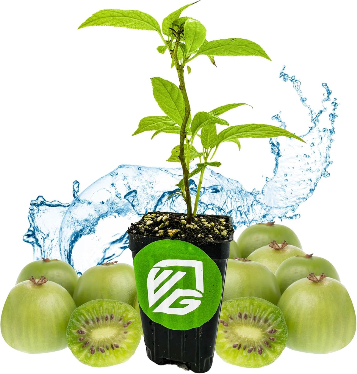 Issai Kiwi Vine Live Plant - Actinidia arguta by Wellspring Garden - Hardy Kiwi Fruit Trees Live