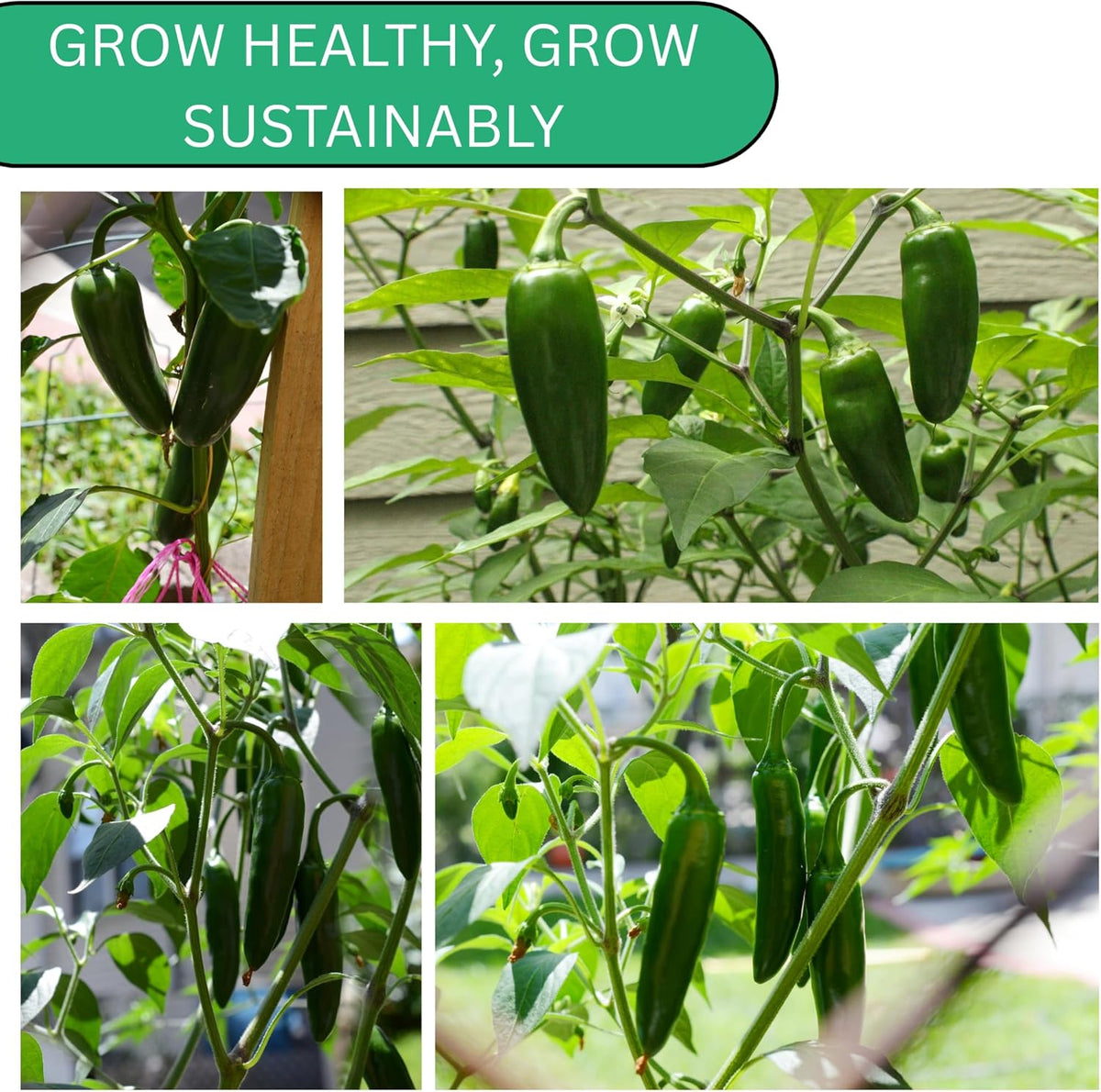 Woods Creek Seeds: Jalapeño TAM Hot Pepper Seeds for Planting - Over 180 Heirloom Non-GMO Jalapeno