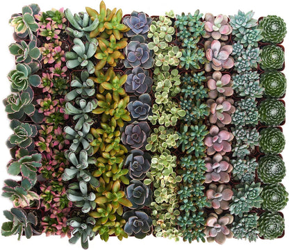Shop Succulents Pastel Succulent Plant Pack Bulk Collection - Live Mini Succulent Plants, Low