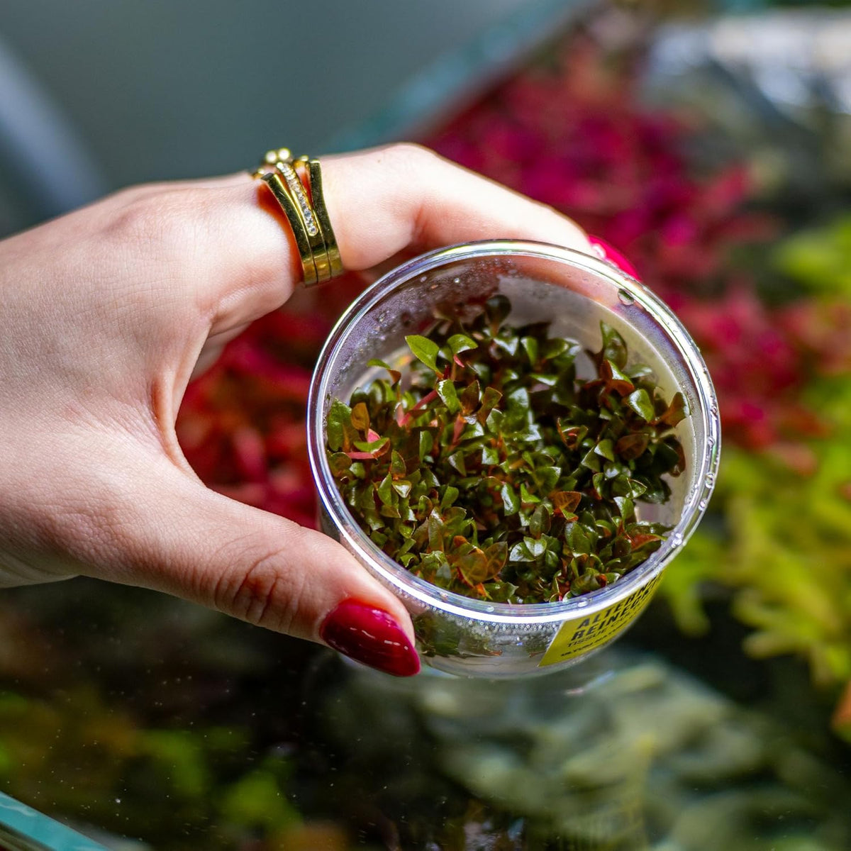 Ultum Nature Systems Alternanthera Reineckii Rosanervig Red Stem Tissue Culture Live Plant for