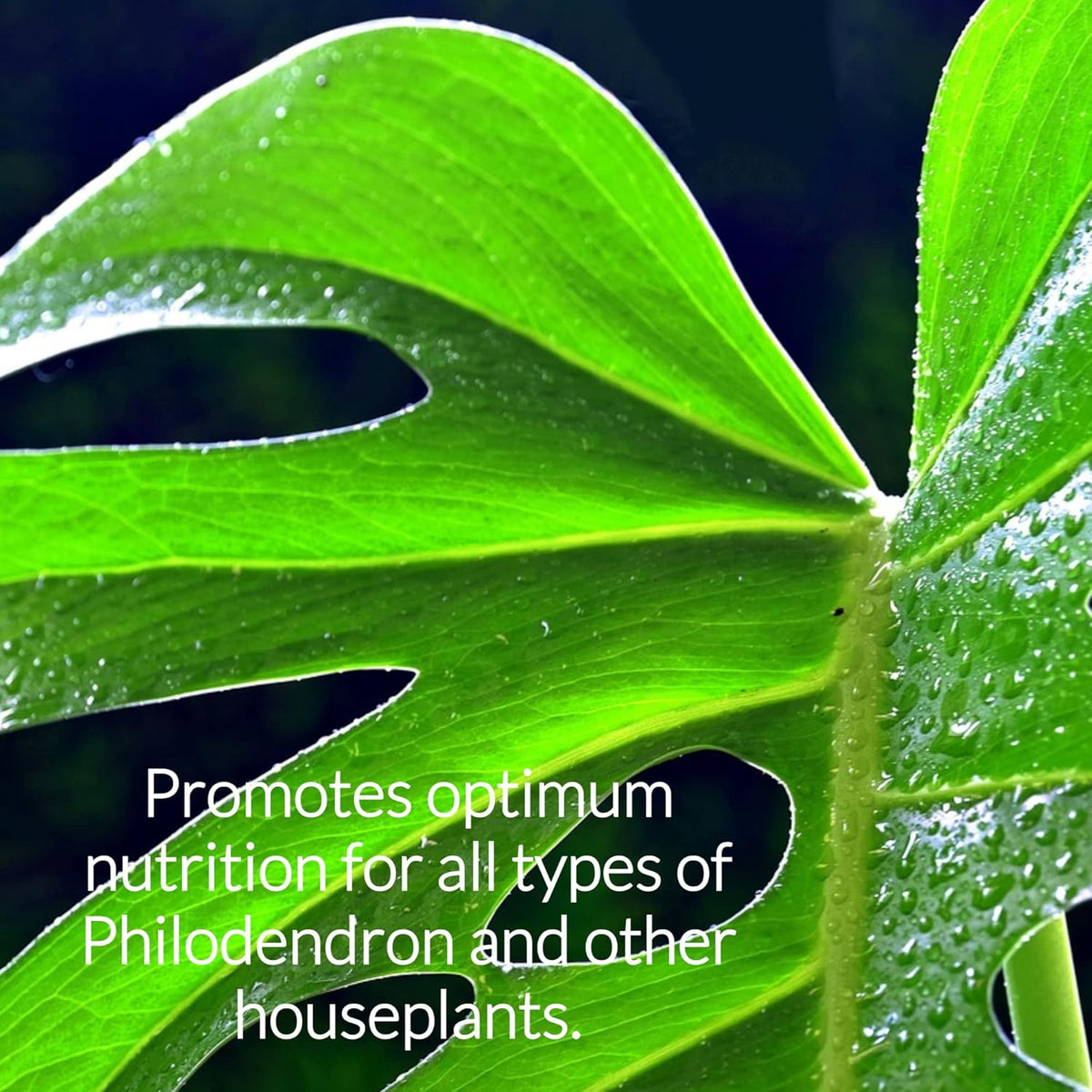 Professional Liquid Philodendron Plant Fertilizer | 3-1-2 Concentrate for House Plants |