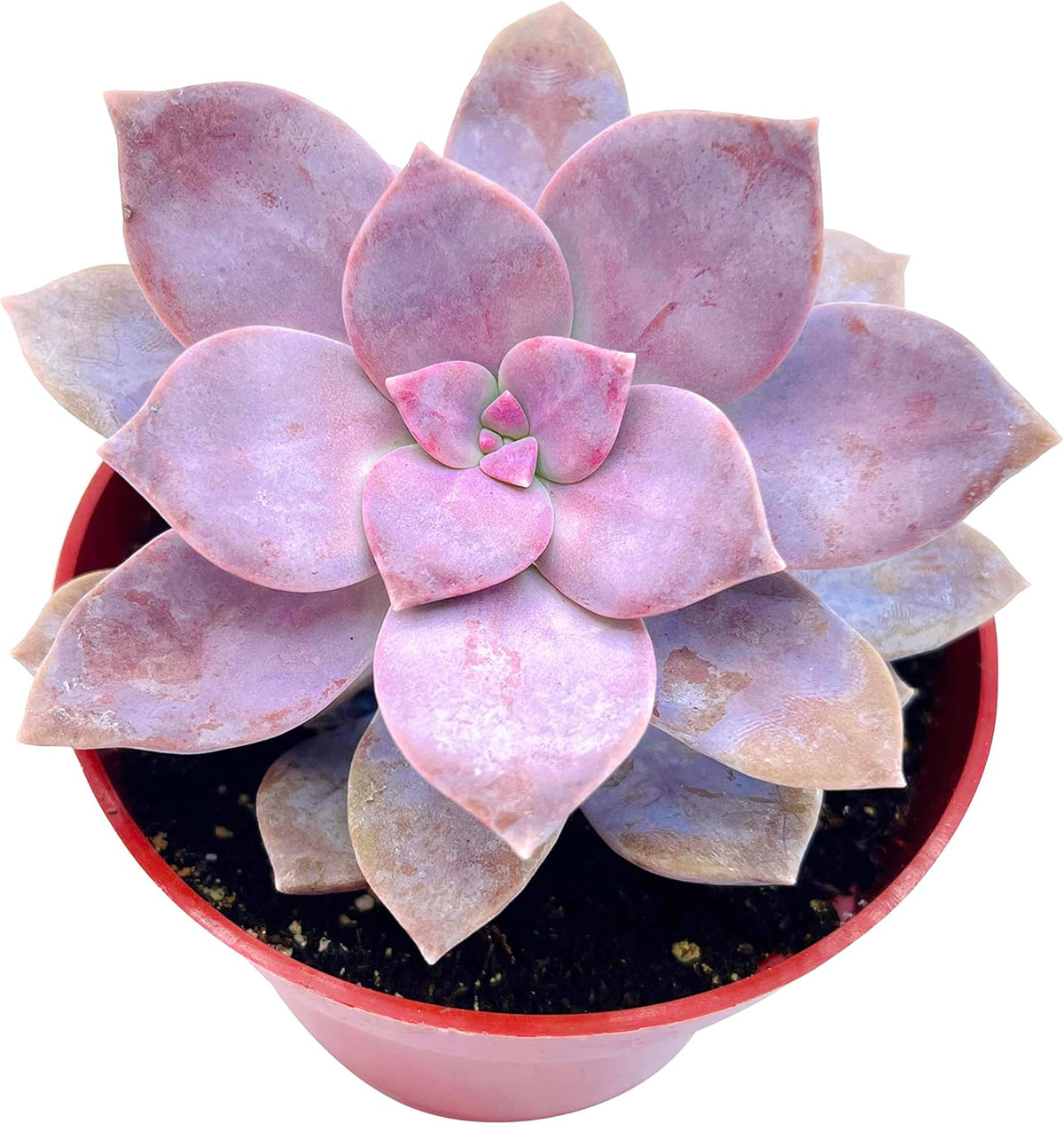 The Succulent Cult Live Succulent 4" Graptopetalum Superbum, Succulents Plants Live, Succulent