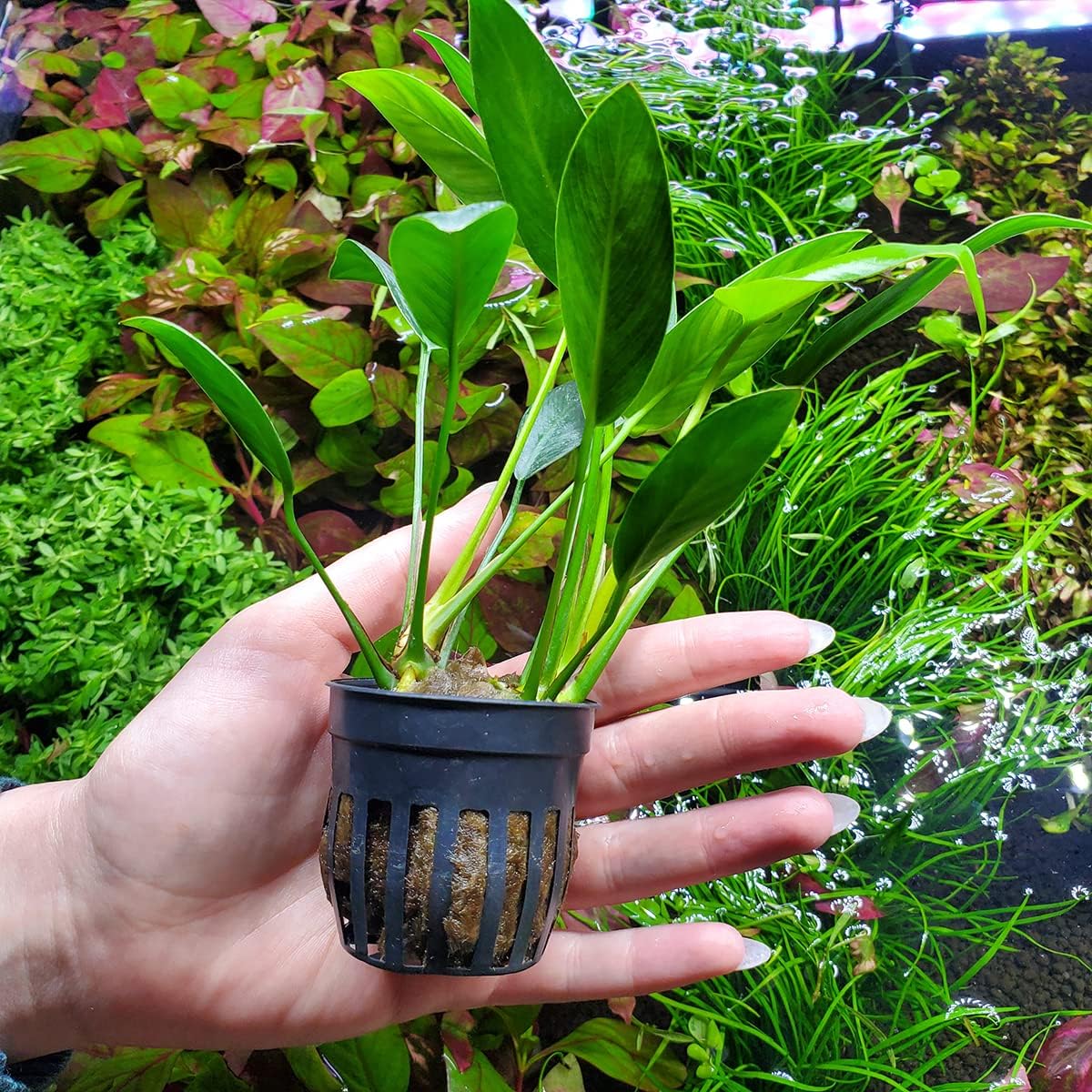 SubstrateSource Anubias Live Aquarium Plants - Potted Freshwater Plant for Fish Tanks, Terrariums