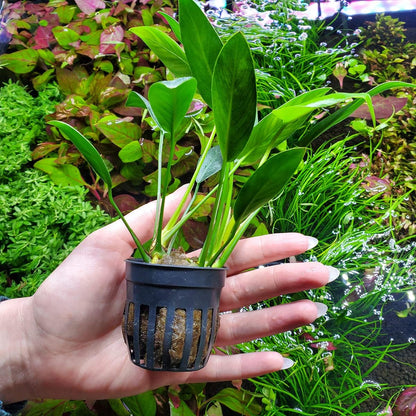 SubstrateSource Anubias Live Aquarium Plants - Potted Freshwater Plant for Fish Tanks, Terrariums