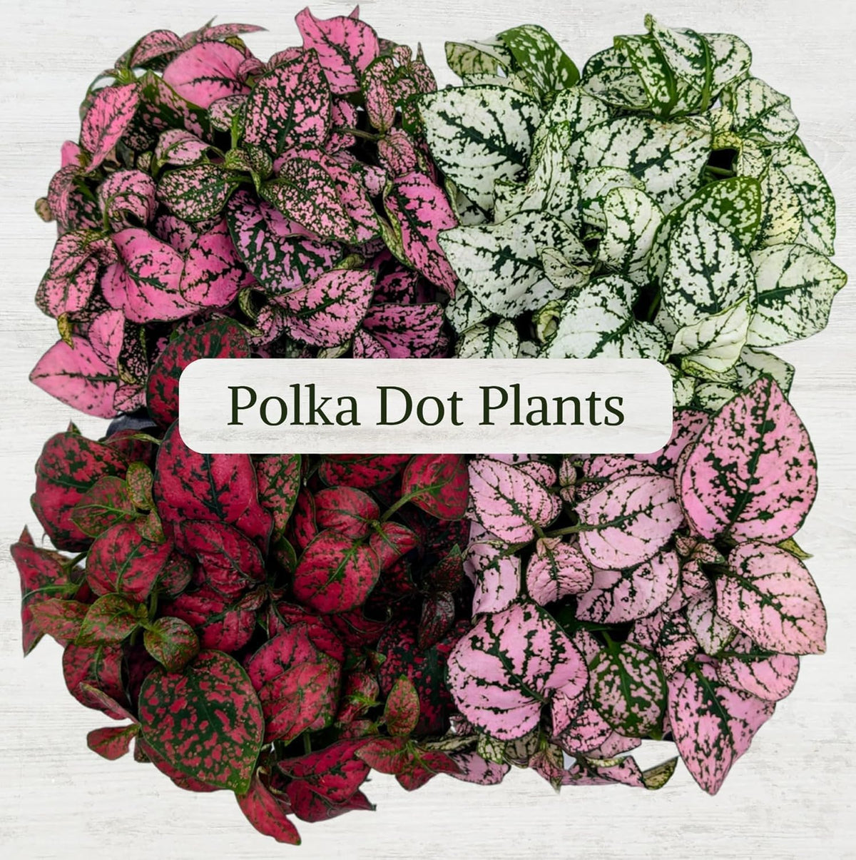 Polka Dot Plant Collection (4-Pack) - Live Houseplants, Small Indoor Plants, Hypoestes (Red, White
