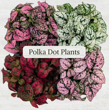 Polka Dot Plant Collection (4-Pack) - Live Houseplants, Small Indoor Plants, Hypoestes (Red, White
