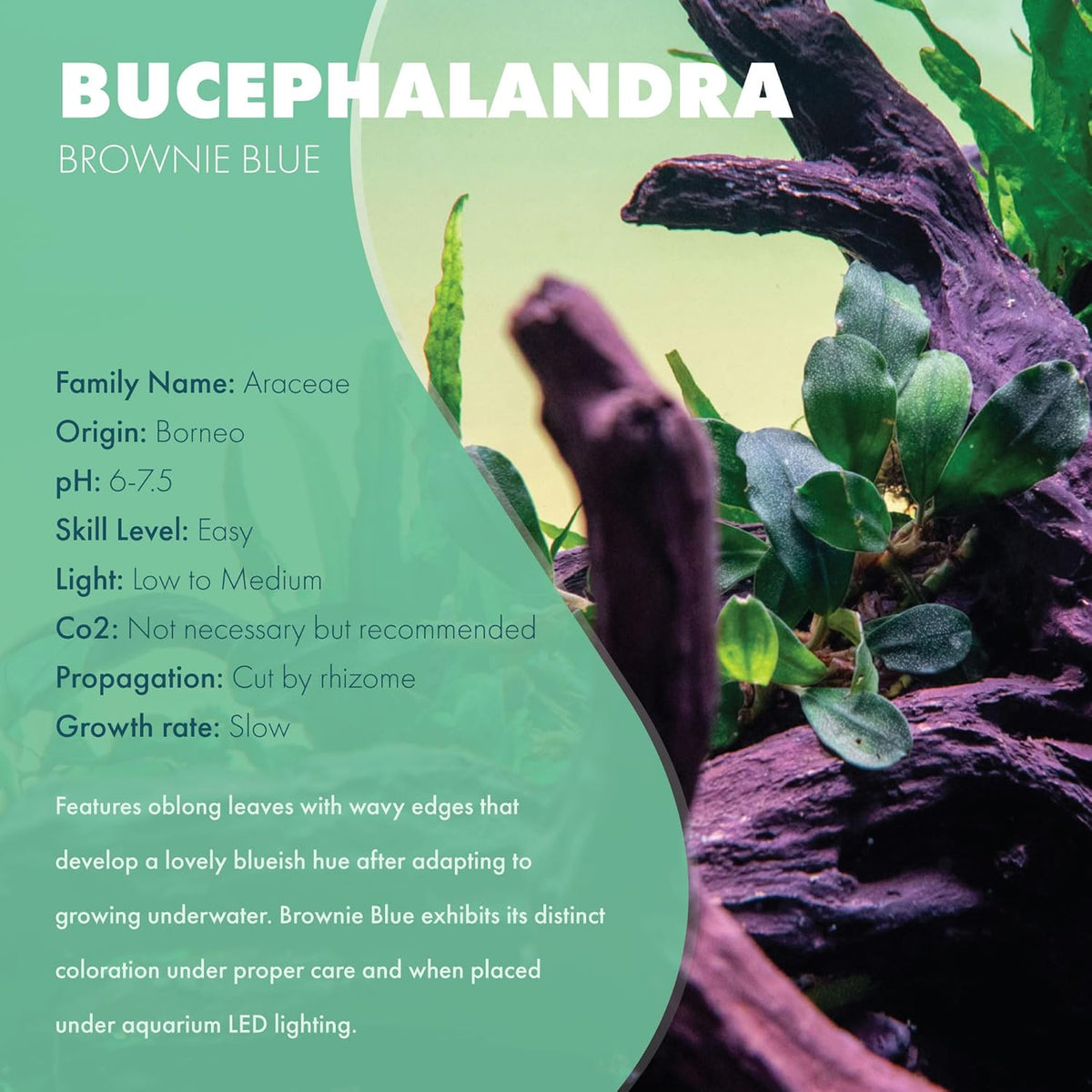 SubstrateSource Bucephalandra Brownie Blue Potted Live Aquarium Plant - Natural Freshwater Fish