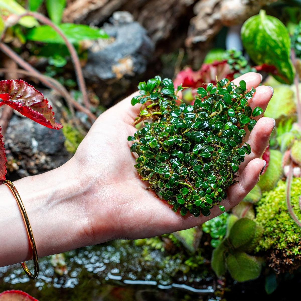 SubstrateSource Bucephalandra Brownie Phoenix Live Aquarium Plant - Natural Freshwater Fish Tank